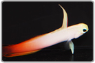 Magnificent Firefish